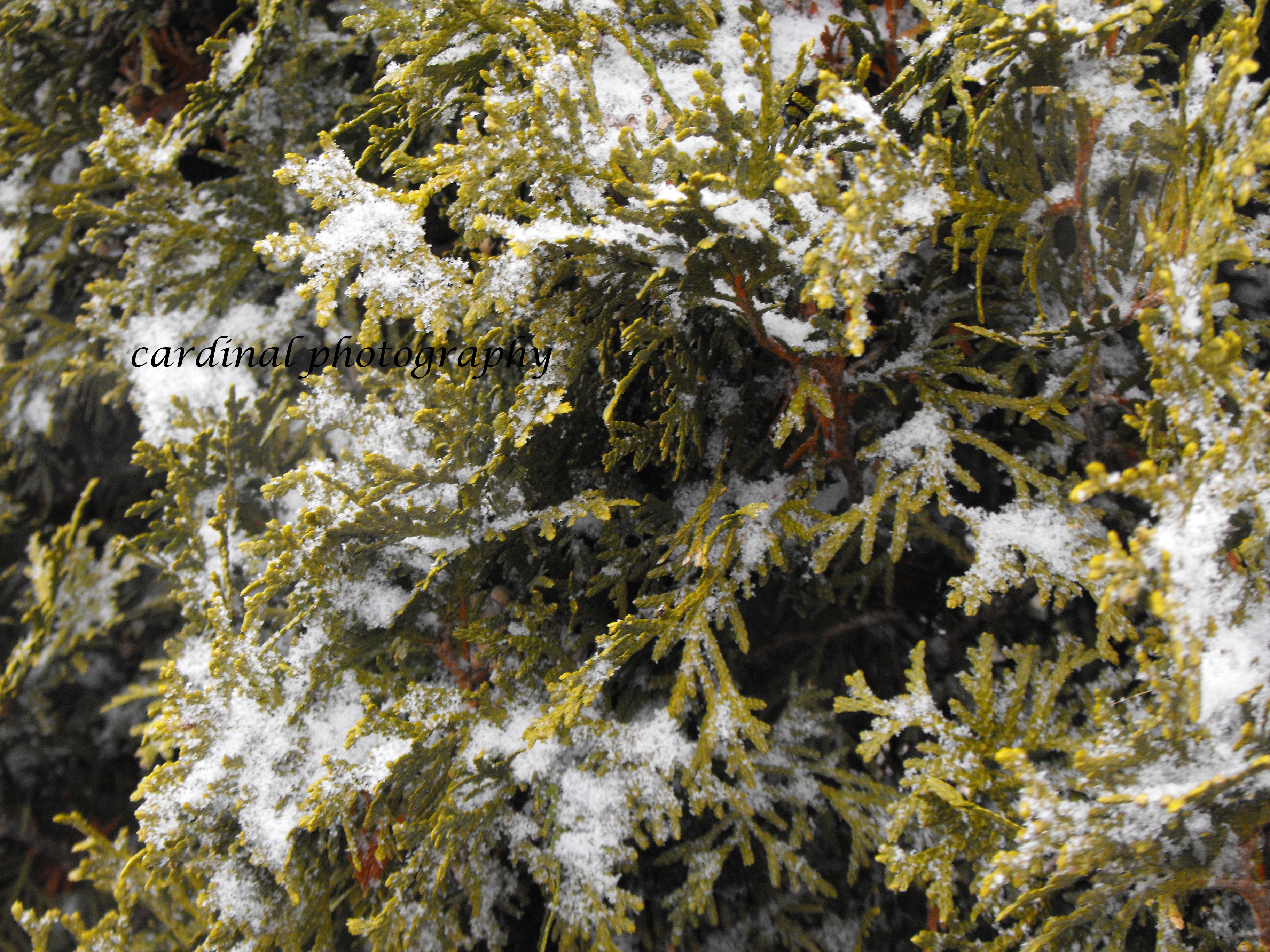 Snowy Pine Tree Close Up